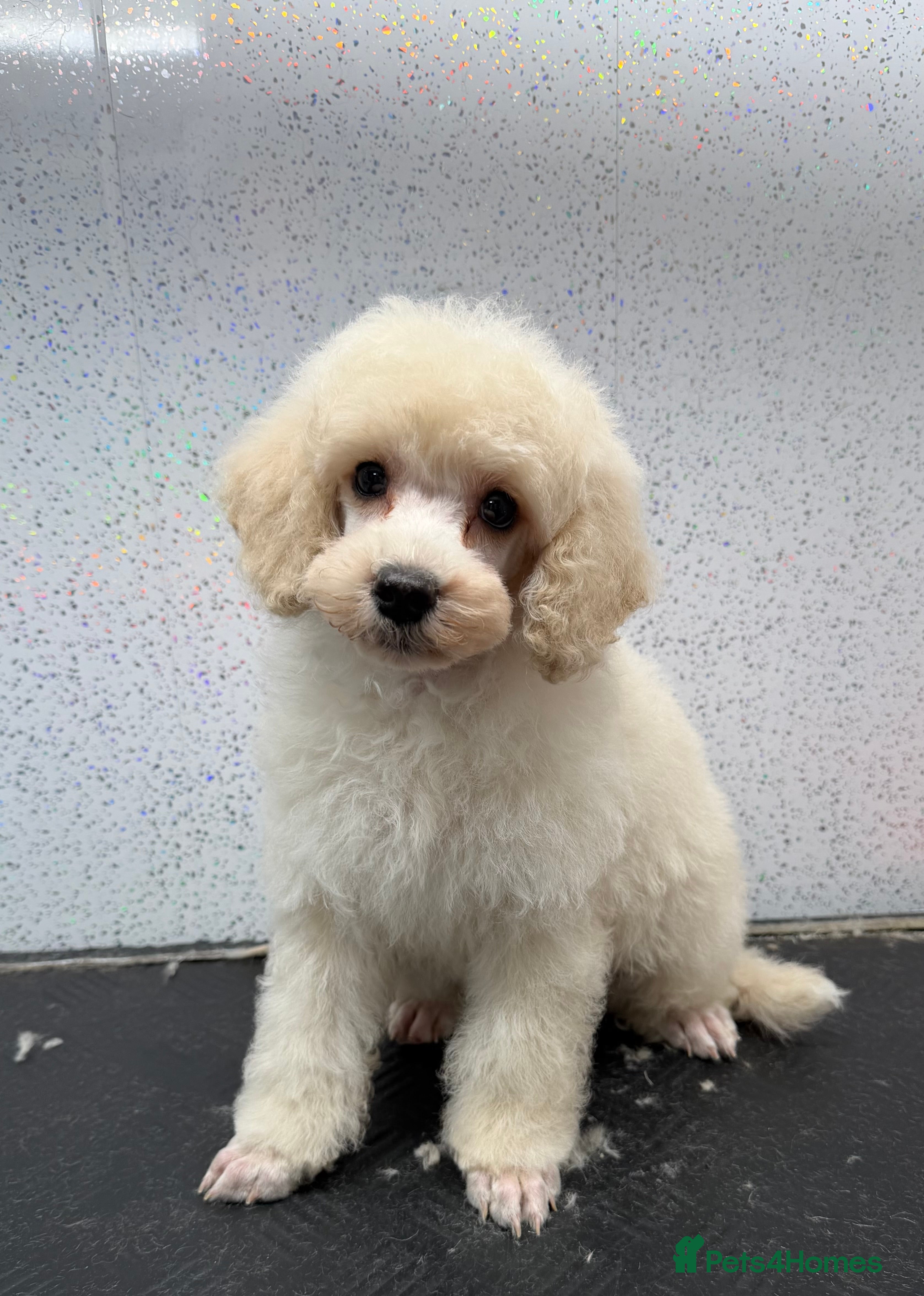 Miniature Poodle dogs Beautiful gentle boy  - Advert 1