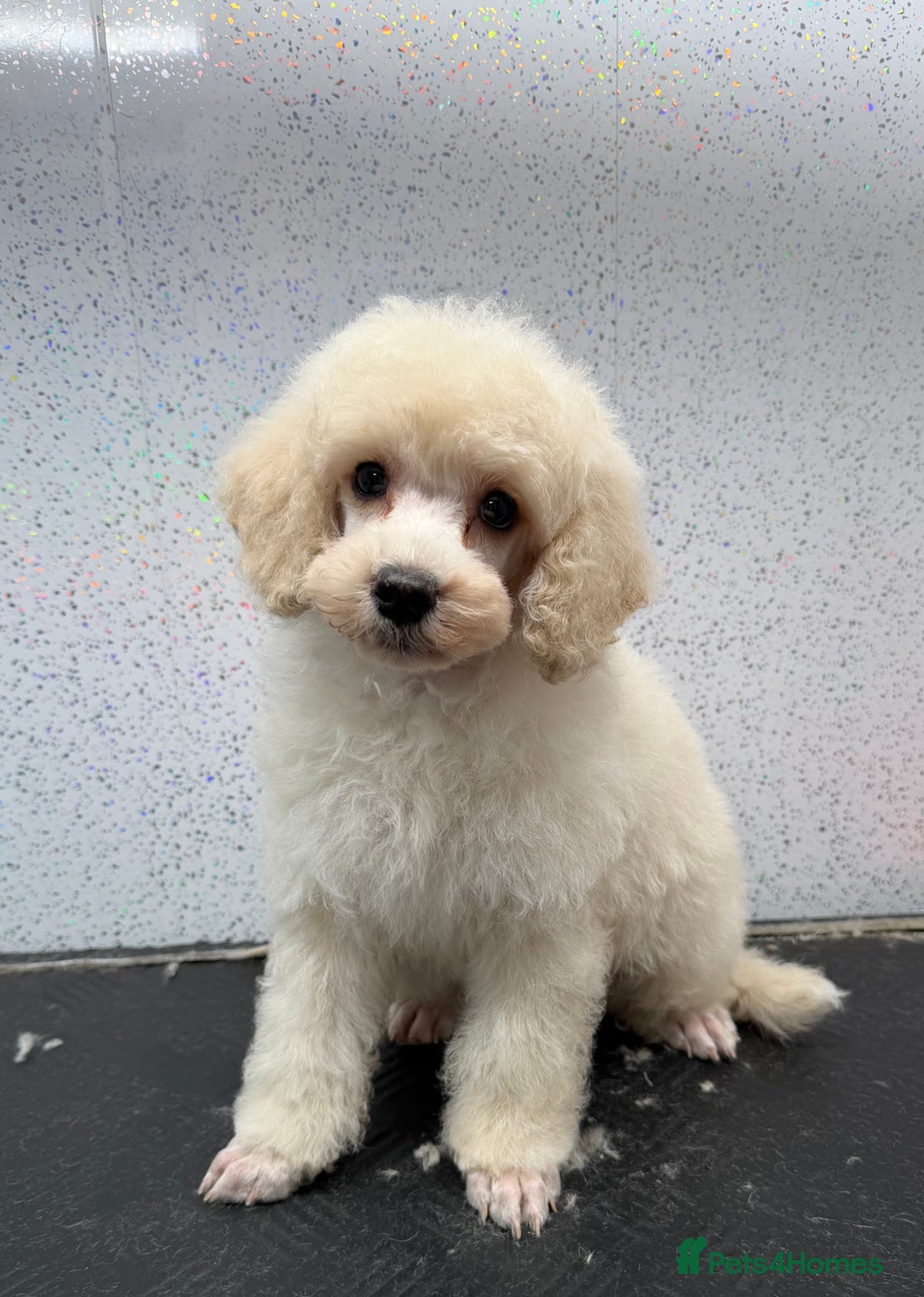 Miniature Poodle dogs for sale: Beautiful gentle boy  - Advert 1