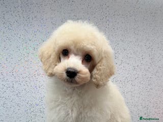 Miniature Poodle dogs Beautiful gentle boy - Advert 1