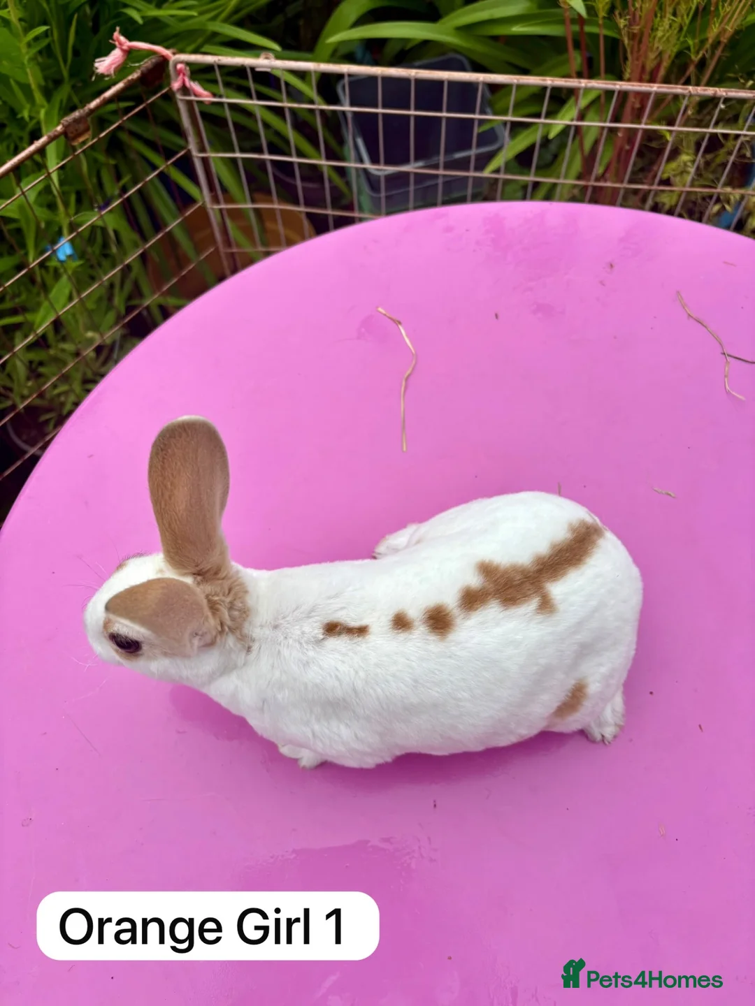 Rex rabbits for sale: Mini Rex Rabbits Mixed Colours Very Friendly  - Advert 2
