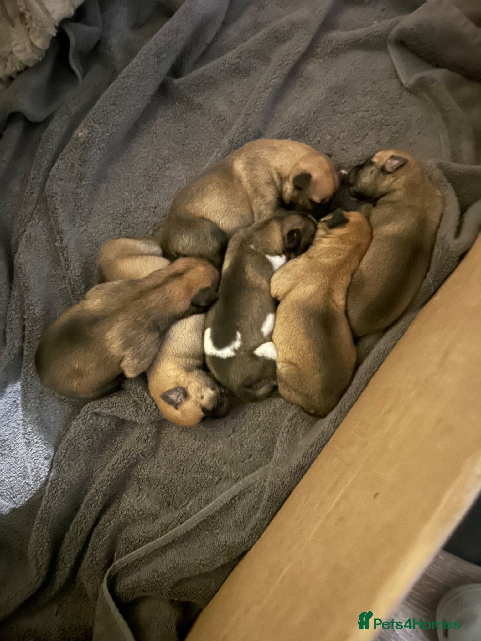 Mixed Breed dogs  13 Beautiful bullsky pups  - Advert 12