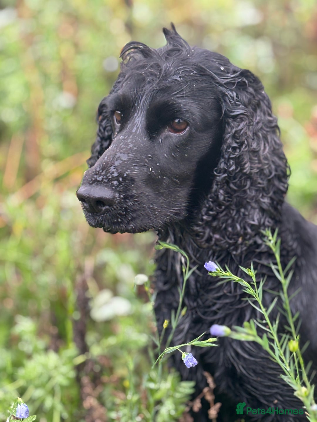 Cocker Spaniel dogs for sale: Working cocker spaniel pups for sale - Advert 1