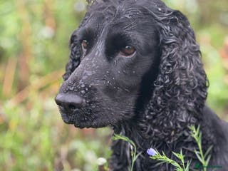 Cocker Spaniel dogs Working cocker spaniel pups for sale - Advert 18
