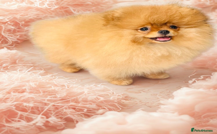 Pomeranian dogs - Advert 3