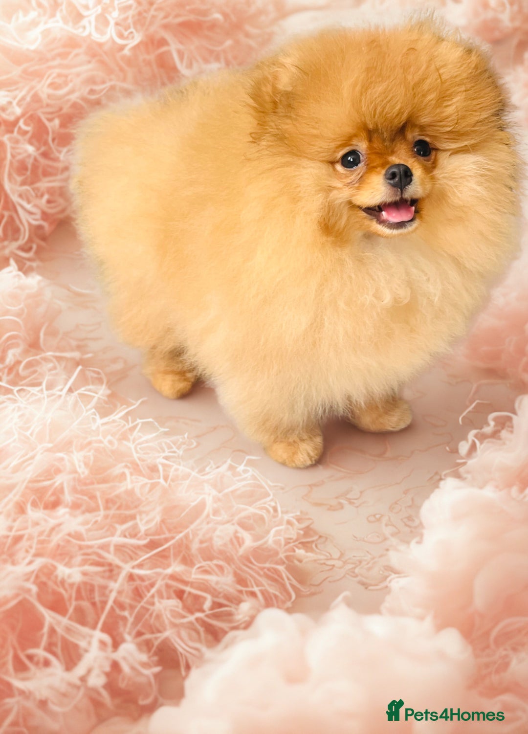Pomeranian dogs for sale: 💗Last girl left! Royal Orange Pomeranian Pedigree - Image 4