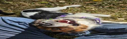 Mixed Breed dogs for adoption: Nettle - Advert 4