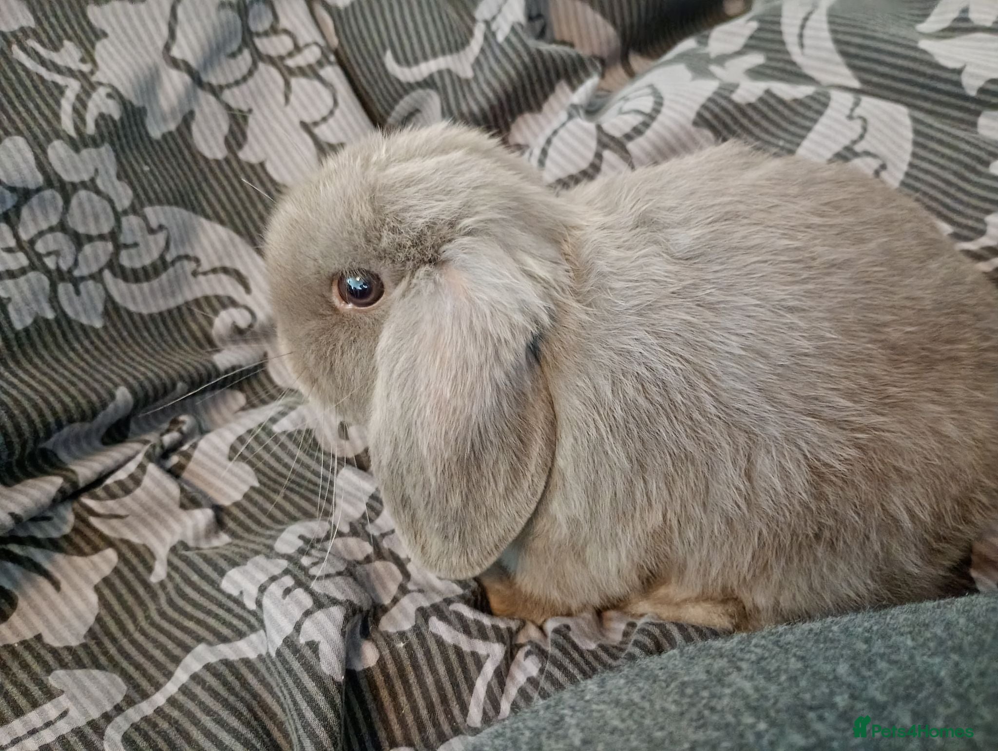Mini Lion Lop rabbits Mini lop and mini lion lops - Advert 15
