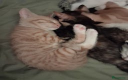 Domestic Shorthair cats for sale: 6 gorgeous mixed breed kittens - Advert 8