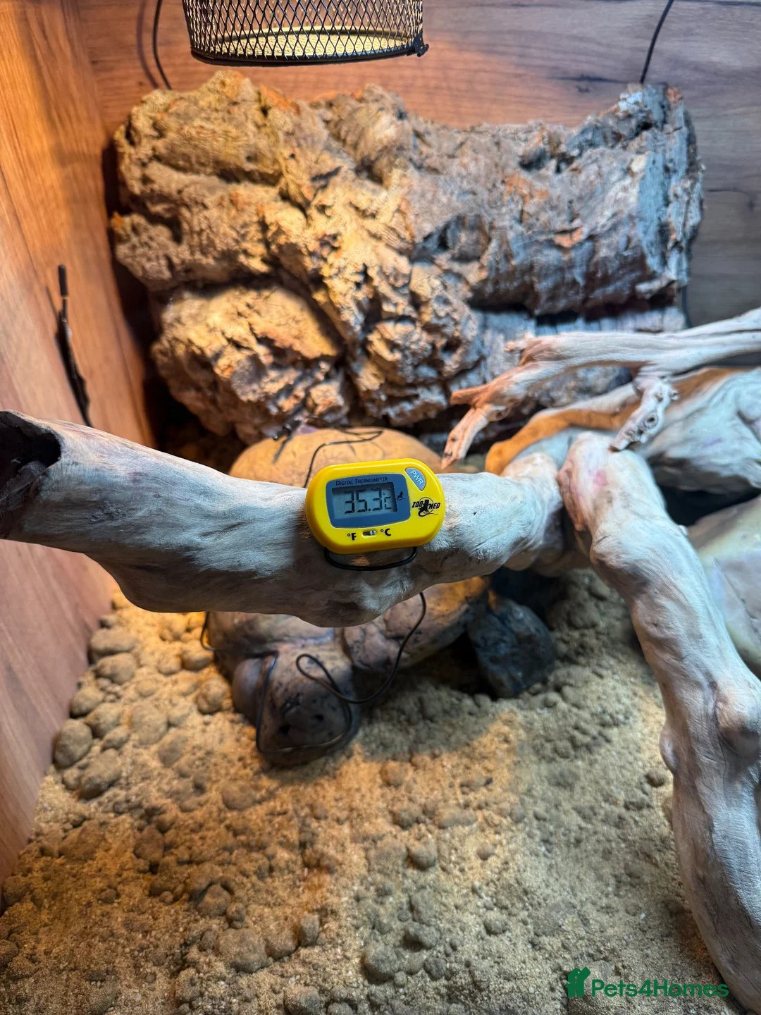 Leopard Gecko reptiles for sale: Leopard Gecko with Enclosure  in Nottingham - Advert 11