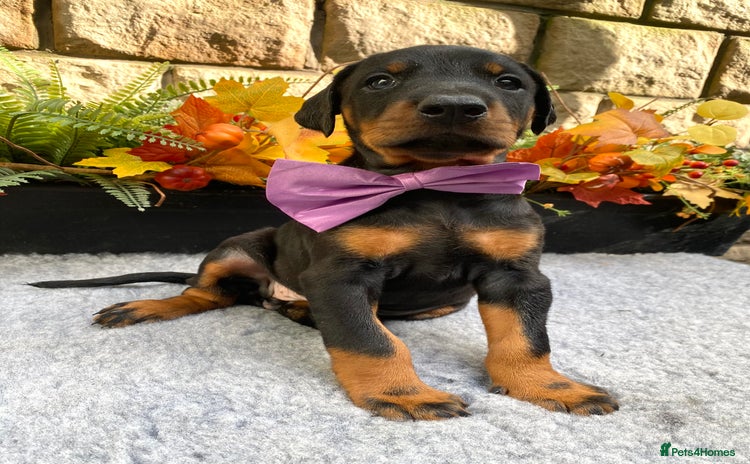 Dobermann dogs - Advert 2