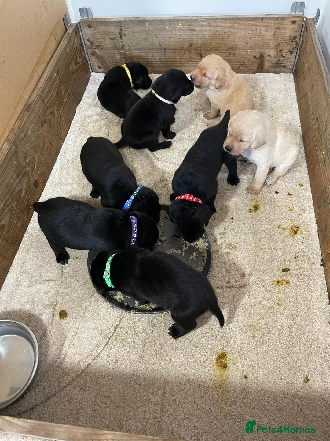 Labrador Retriever dogs for sale: Labrador retriever pups for sale - Advert 2