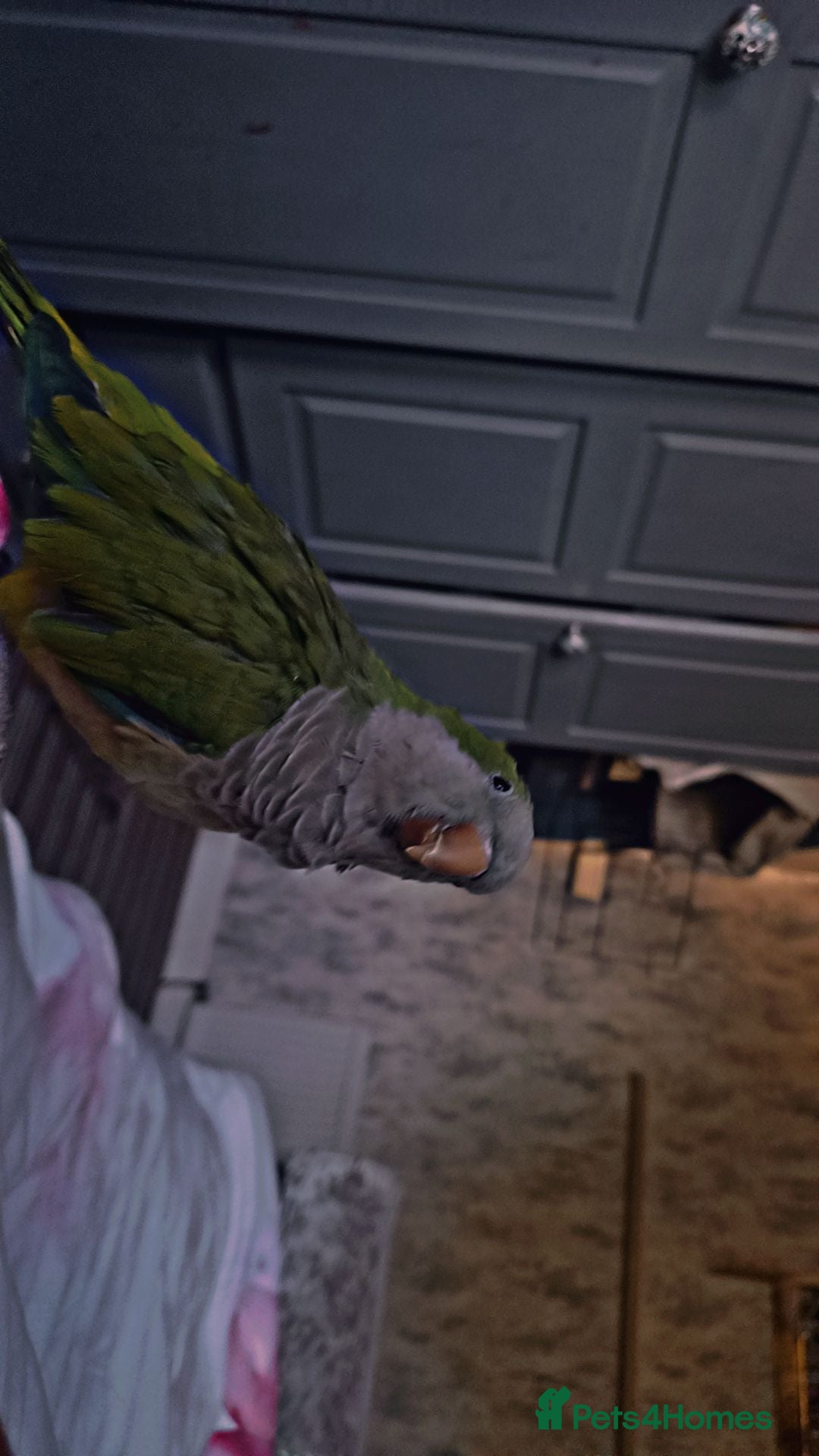 Parakeets birds for sale: Male Hand Tamed Quaker Parrot   - Image 3