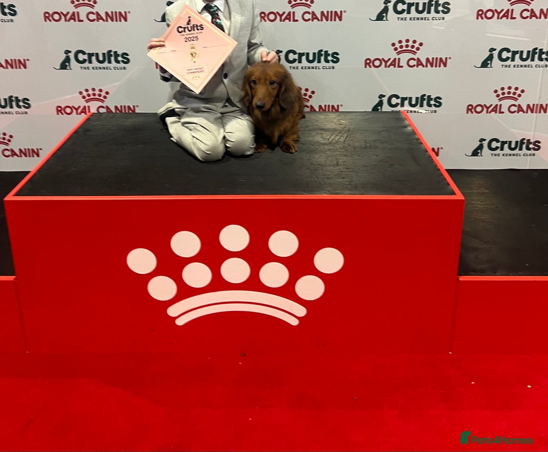 Miniature Dachshund dogs for stud: Miniature long hair(crufts qualified for life) in Bridge of Weir - Image 3