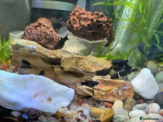 Mollies fish Baby mollies - Advert 6