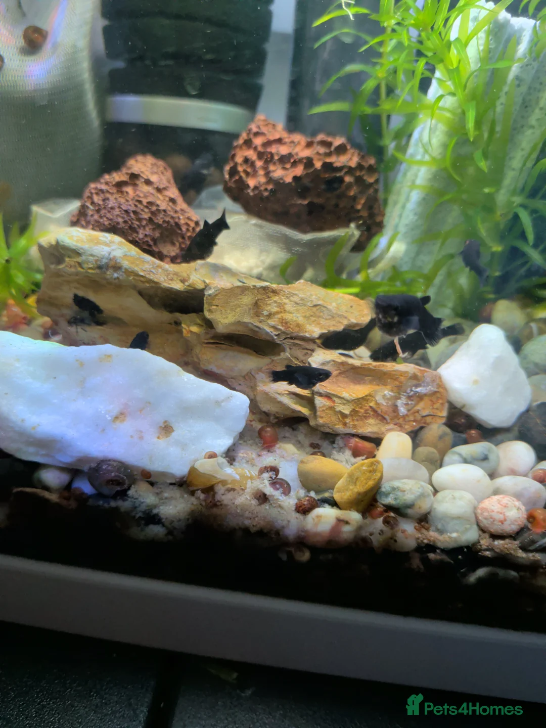 Mollies fish for sale: Baby mollies  - Advert 1