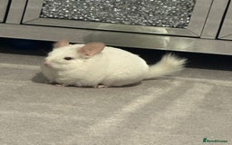 Chinchilla rodents for sale: 2 Female Chinchillas and Full set up!  - Image 38