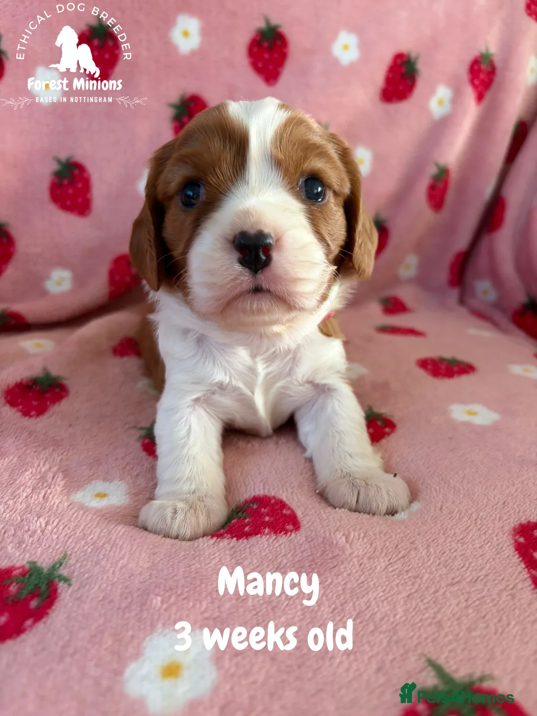 Cavalier King Charles Spaniel dogs for sale: Beautiful KC Cavalier King Charles Spaniel puppies - Advert 3