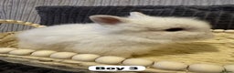 Lionhead rabbits for sale: ✨ Lionhead Bunnies  ✨ - Advert 14