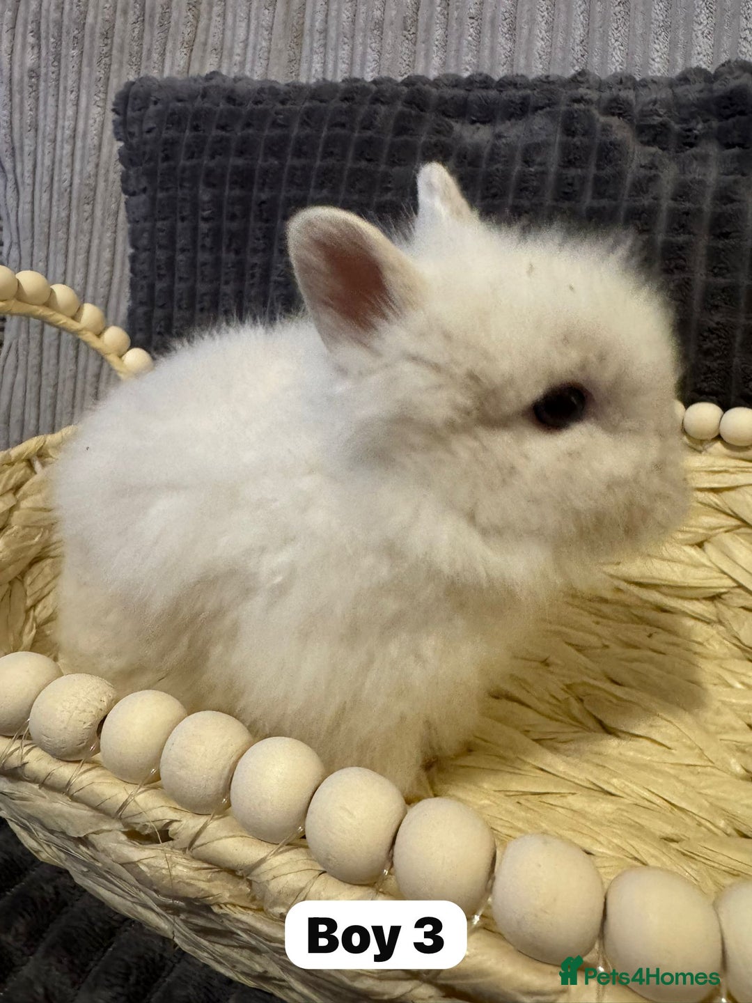 Lionhead rabbits for sale: ✨ Lionhead Bunnies  ✨ - Advert 14