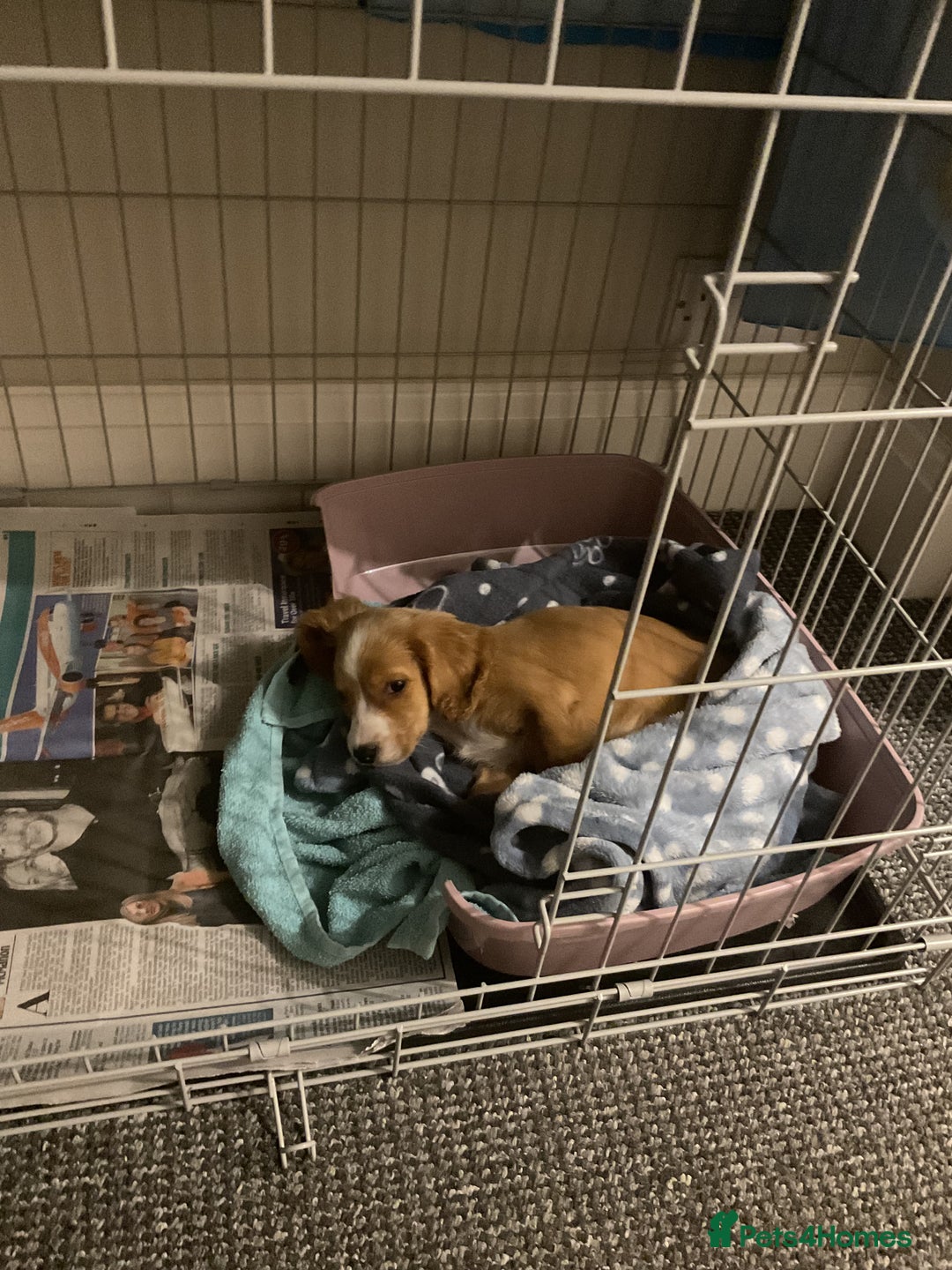 Cockapoo dogs for sale: Cockapoo Bitch 11 weeks old  - Advert 4