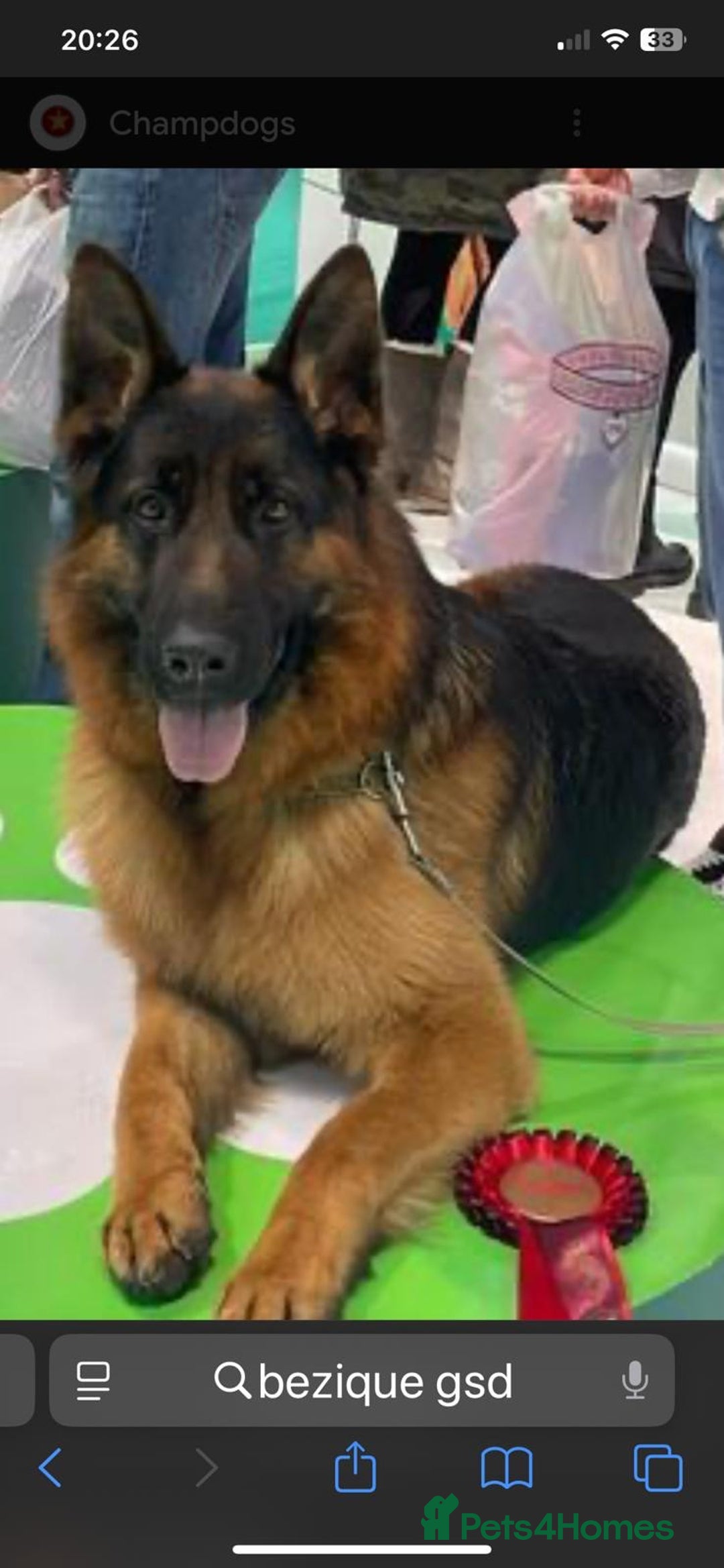 German Shepherd dogs for sale: Stunning GSD puppies by champion dog  - Advert 5