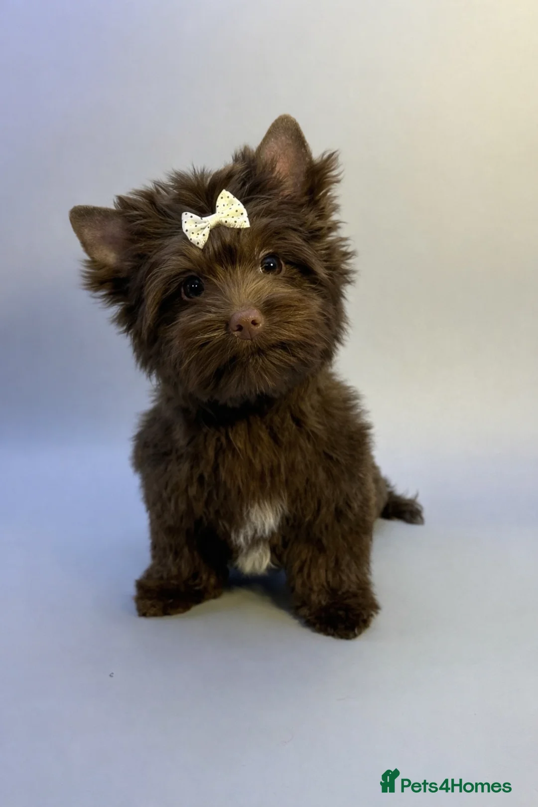 Yorkshire Terrier dogs for sale: Dropped prices!! Fantastic Tiny Boys🐾 Pedigree 🐾 - Advert 6