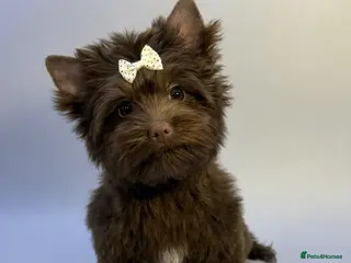 Yorkshire Terrier dogs Adorable Tiny Boys🐾 Pedigree 🐾 - Advert 4