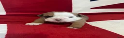English Bulldog dogs for sale: 🏴󠁧󠁢󠁥󠁮󠁧󠁿 Best of British KC English Bulldogs in Ashington - Advert 6