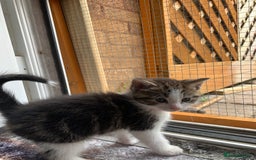 British Shorthair cats for sale: Gorgeous Kittens  - Image 9