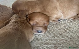 Cockapoo dogs for sale: F1 Cockapoo Red, Apricot. Health & genetic test - Image 11