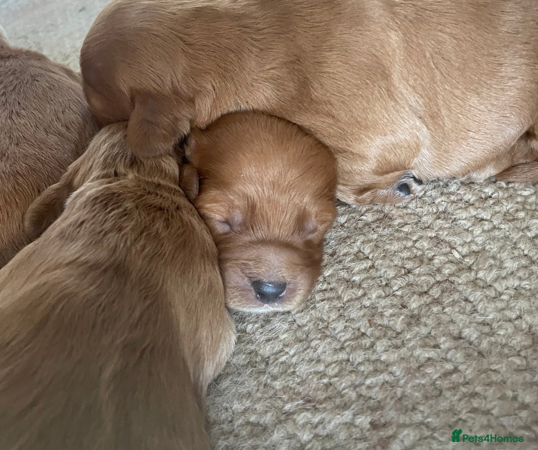 Cockapoo dogs for sale: F1 Cockapoo Red, Apricot. Health & genetic test - Image 11