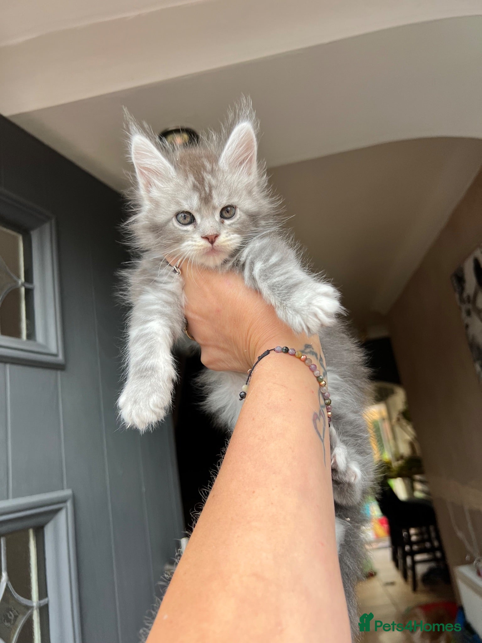 Maine Coon cats TICA registred Maine coon kittens. Rare colours  - Advert 1