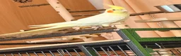 Cockatiels birds for sale: Cockatiel with full setup – loving home  in London - Advert 6