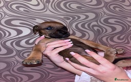 Mixed Breed dogs for sale: Puppy’s available  - Image 12