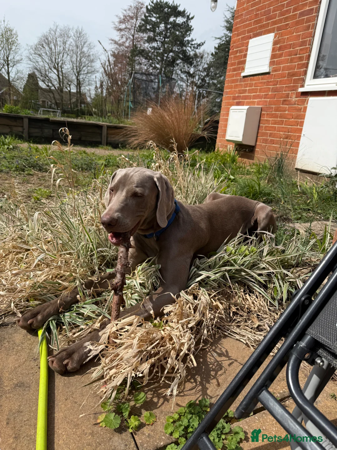Weimaraner dogs for sale: Beautiful 8 Month Old Sulley  - Advert 2