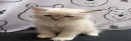 Ragdoll cats for sale: Beautiful Ragdoll Kittens Looking for Forever Home - Advert 3
