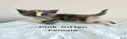 British Shorthair cats for sale: British Shorthair Cross Kittens  - Advert 7