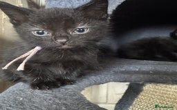 Mixed Breed cats for sale: 3 beautiful girls looking for their forever home  - Image 5