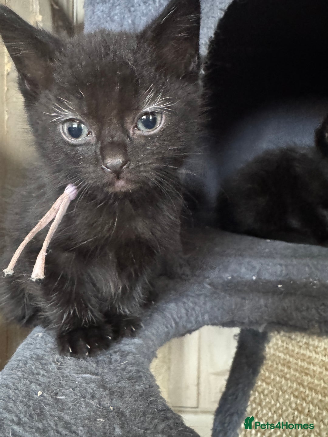 Mixed Breed cats for sale: 3 beautiful girls looking for their forever home  - Image 5