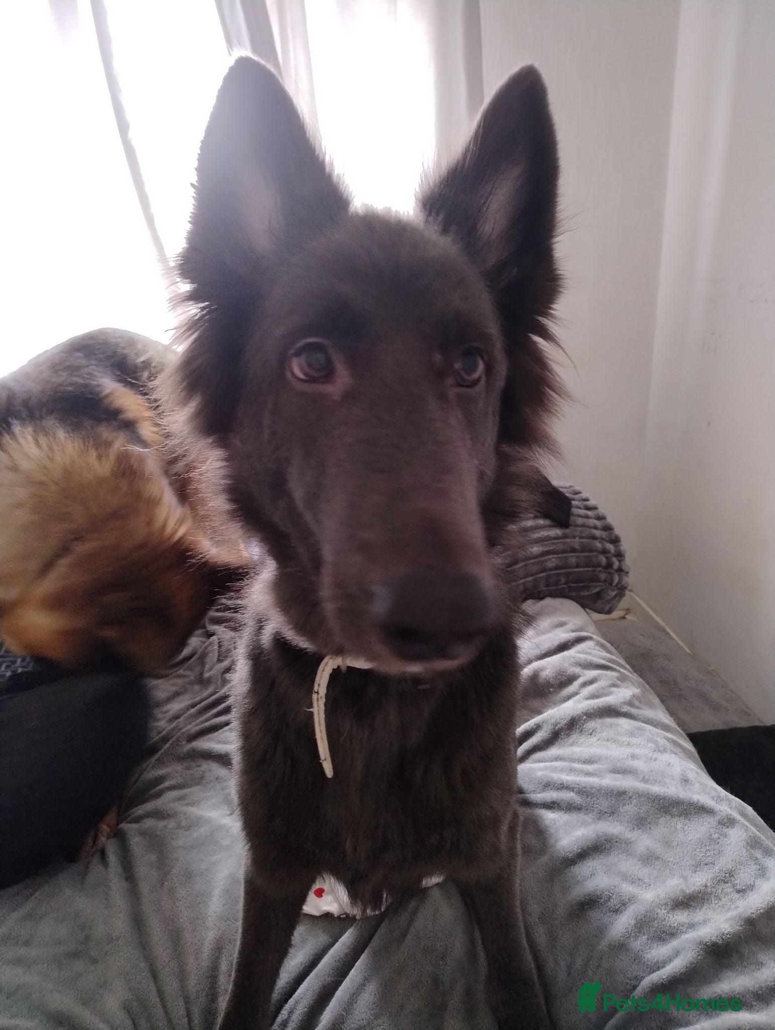 German Shepherd dogs Stormy Blue German Shepherd KC Reg - Advert 1