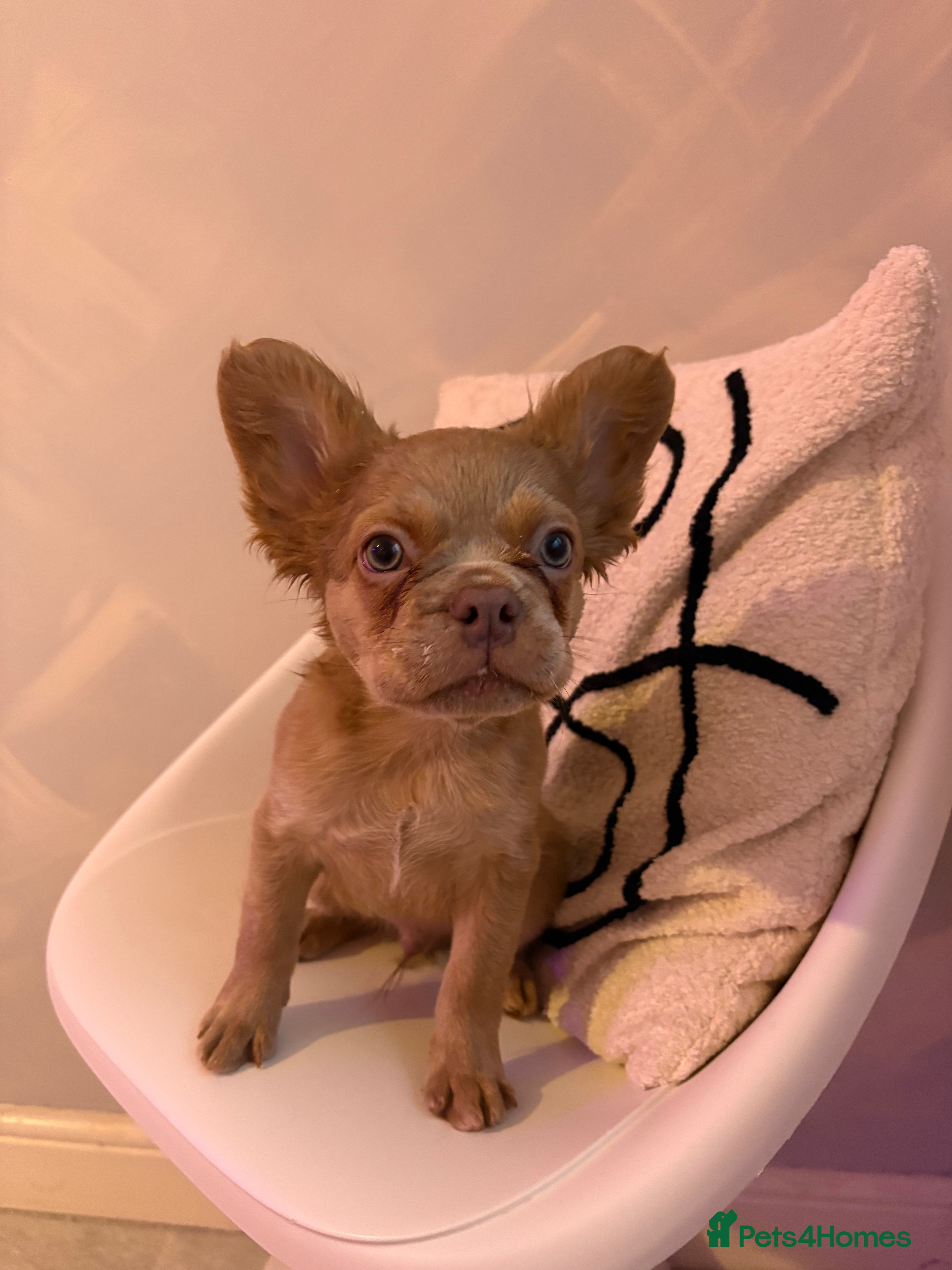 French Bulldog dogs BEAUTIFUL FRENCH BULLDOG BABIES!  - Advert 1