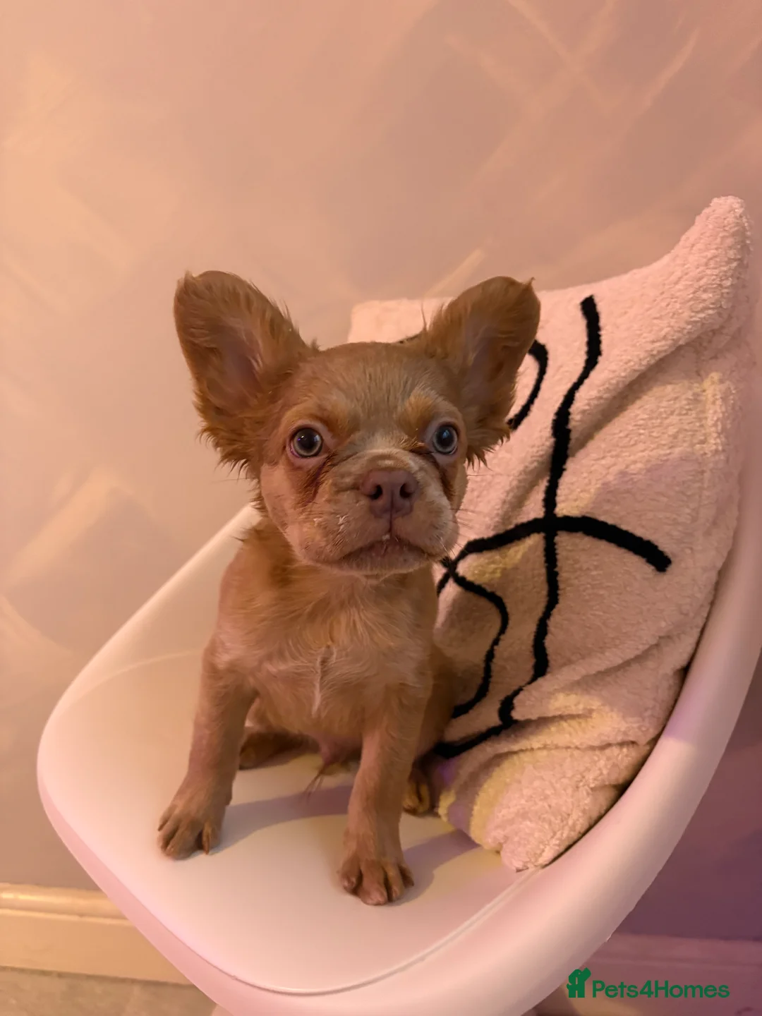 French Bulldog dogs for sale: BEAUTIFUL FRENCH BULLDOG BABIES!  - Advert 1