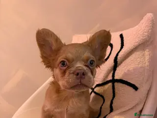 French Bulldog dogs BEAUTIFUL FRENCH BULLDOG BABIES! - Advert 1