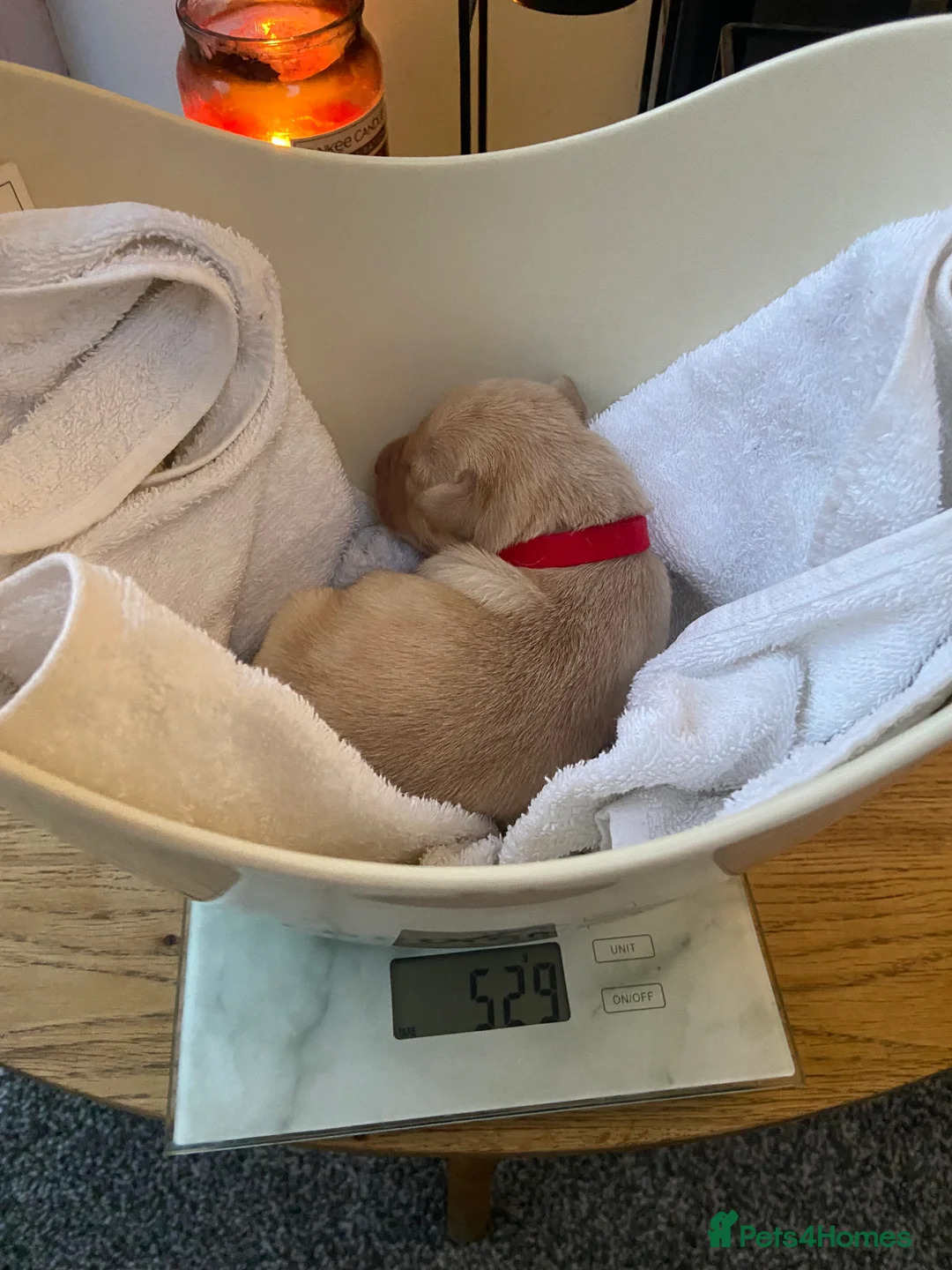 Labrador Retriever dogs for sale: 9 pups Only 4 left, All beautiful boys born 19/01 - Advert 8