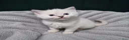 Ragdoll cats for sale: Ragdoll kittens  in Washington - Advert 3