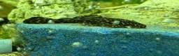 Plecos fish for sale: 65 baby pleco  in Preston - Advert 3