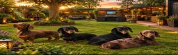 Dachshund dogs for sale: Mini Daschund  - Advert 10