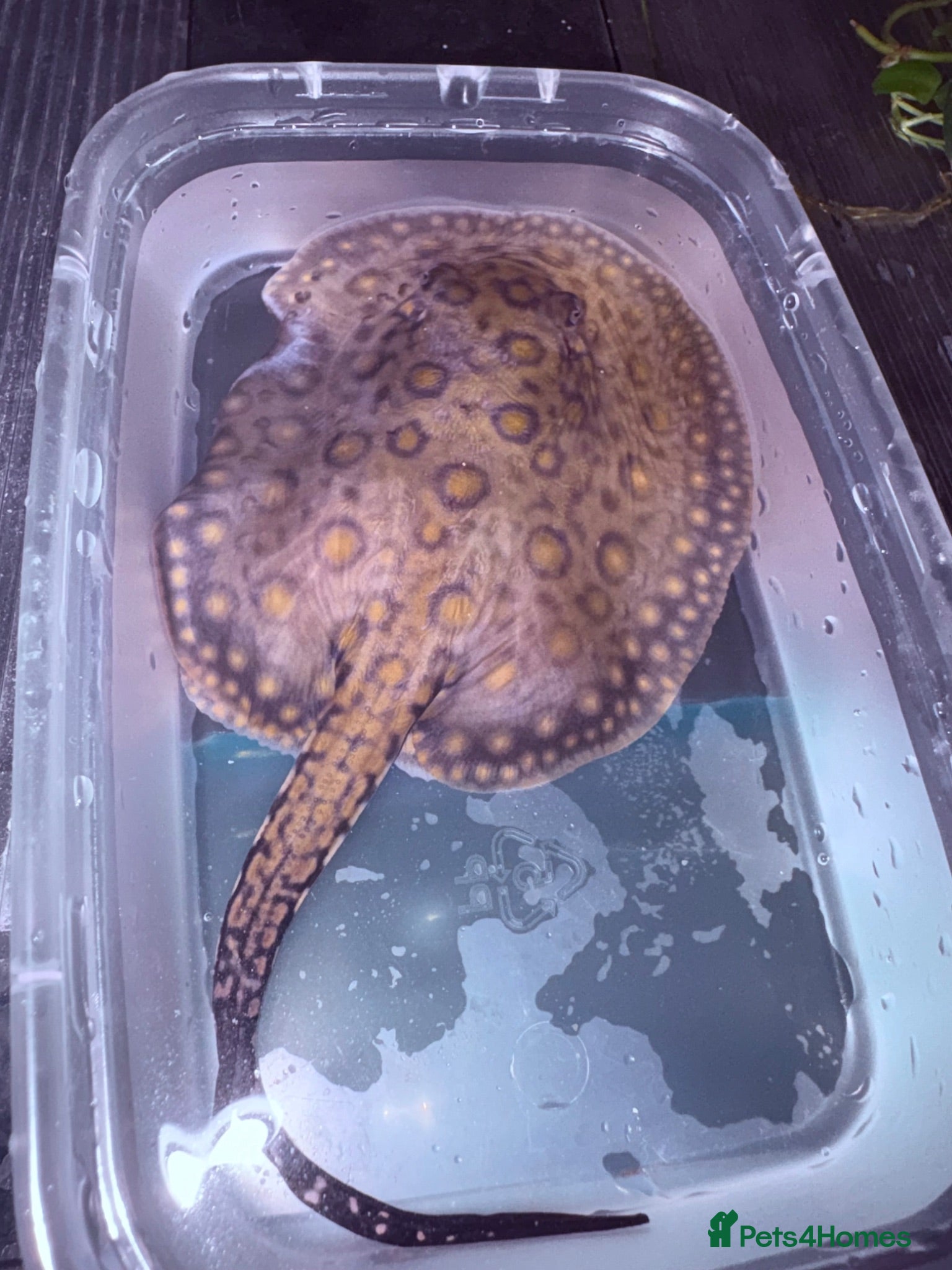 Other/Mixed Breed fish Mini Marble Stingray - Advert 1