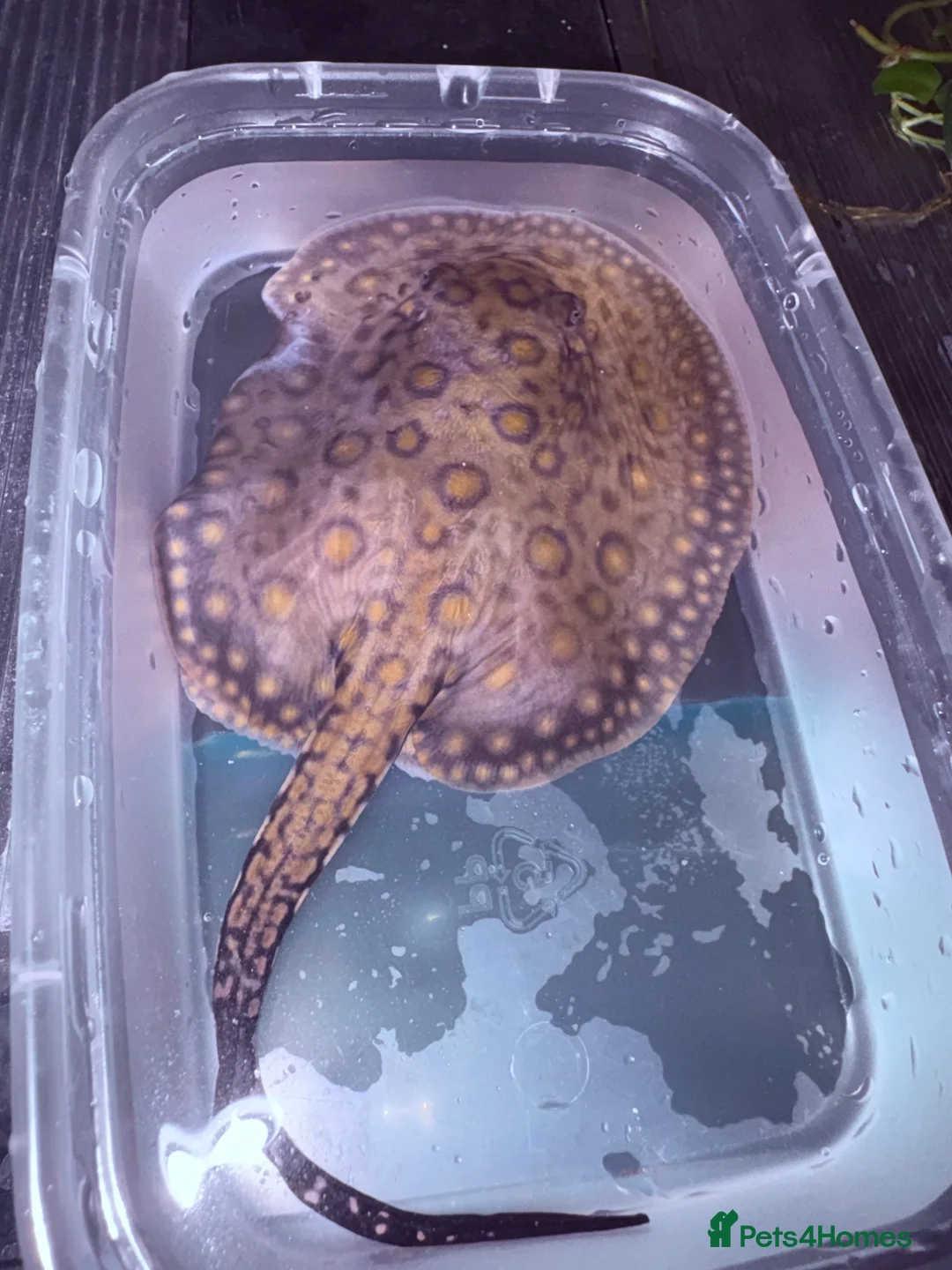 Other/Mixed Breed fish for sale: Mini Marble Stingray in Peterborough - Advert 1
