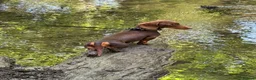 Miniature Dachshund dogs for sale: 🐶🐶🐶❤️❤️❤️❤️miniature Daschund puppies for sale  - Advert 25